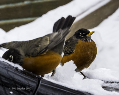 American Robins eating salt from car hood