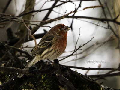House Finch in gray birch