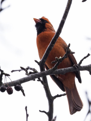 Northern Cardinal on Singing Perch 