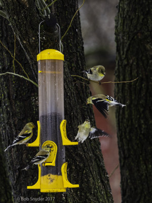 American Goldfinch dispute