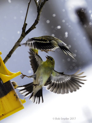 American Goldfinches fighting 