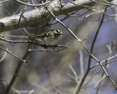 Golden-crowned Kinglet hunting insects during spring migration.
