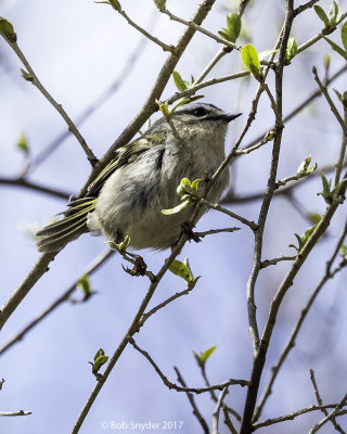 This could be your first view of a Golden-crowned Kinglet, high in the branches of a tree or shrub.