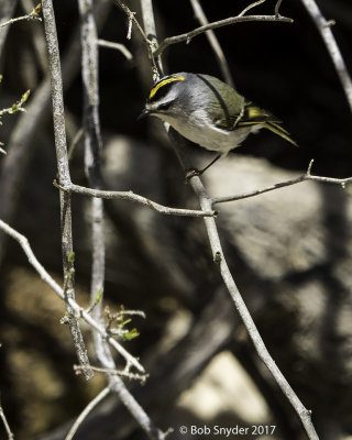 One of the kinglets pauses a bit in the lowest branches and shadows of a shrub.