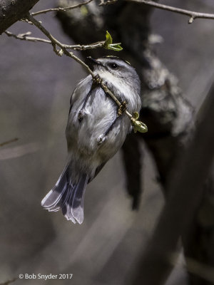 Golden-crowned Kinglet hunting insects during spring migration.