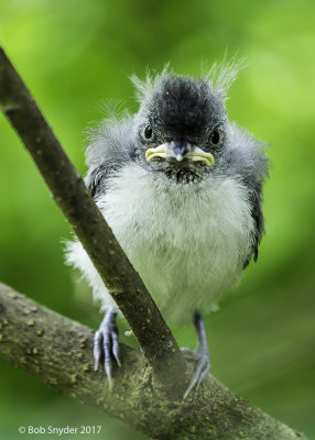 Tufted Titmouse fledgling and 2 sandpipers at Bald Eagle State Park