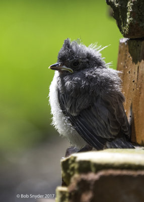 Fledgling Titmouse waiting for parents and food