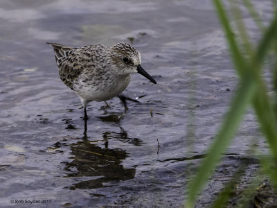 Semipalmated Sandpiper was also seen at the beach.