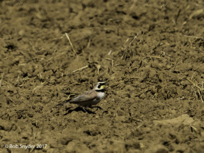 Horned Larks in field at Rock Springs