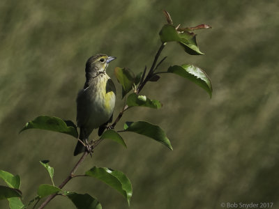 Dickcissel (female I) 