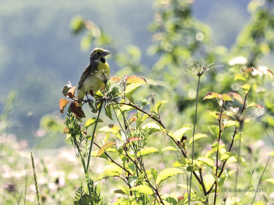 Dickcissel male II