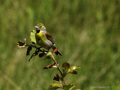 dickcissel male IV on territorial perch