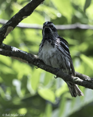 Black and White Warbler fledgling