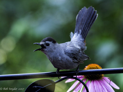 Catbird alarmed!