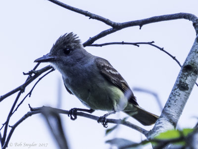 Male GCFC on guard.