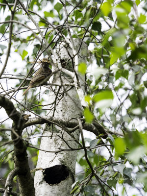 Female Great Crested Flycatcher carrying nesting materials to cavity.