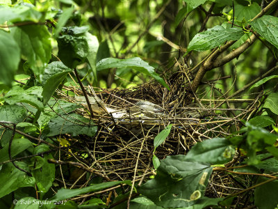 Gray Catbird nest in lilac: nest found after fledglings gone