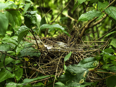 Great Crested Flycatcher nesting success.