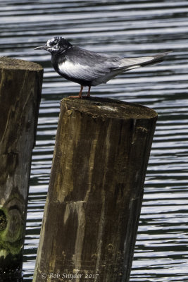 White-winged tern on pilings near shore