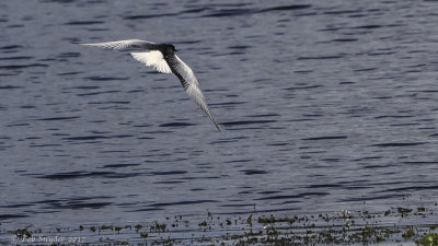 White-winged Tern: a rare visitor from across the Atlantic