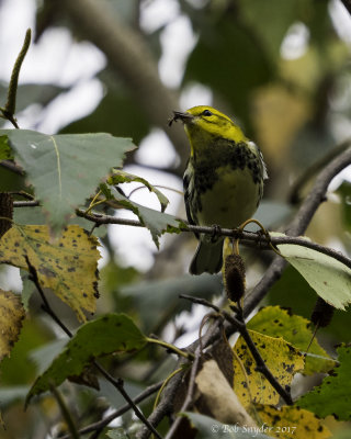 Black-throated Green Warbler