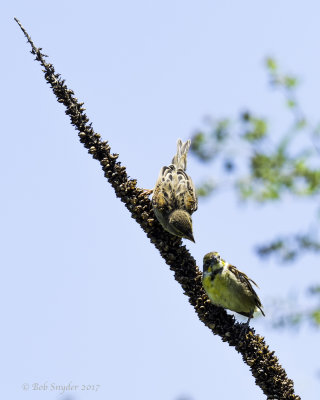 Dickcissel female and fledgling 