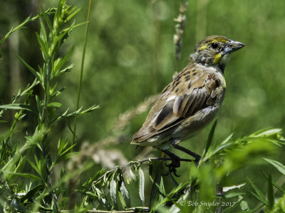 Dickcissel fledgling