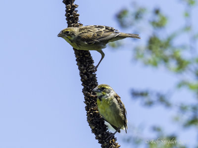 Dickcissel and fledgling male on mullein