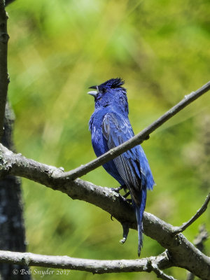 Indigo Bunting: a little closer, road-side from in the car.