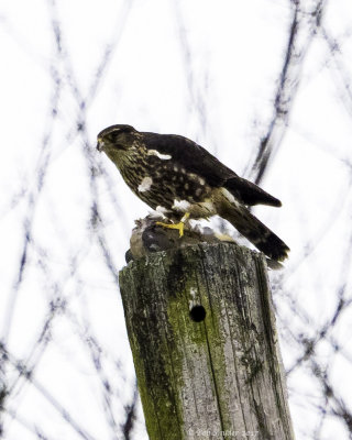 Merlin strikes terror in Howard Backyard