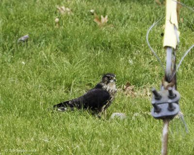 Merlin on ground II 