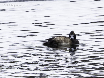 lesser_scaup_2017