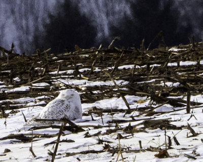 Snow Owl seen in corn field off Williams Rd, Center Hall, PA 1/6/18