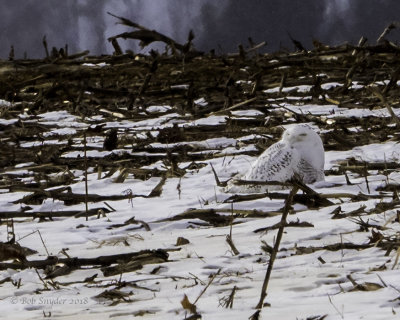 SNOWY OWL, Williams Rd