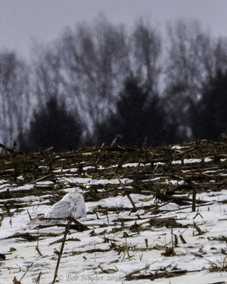 Snow Owl seen in corn field off Williams Rd, Center Hall, PA 1/6/18