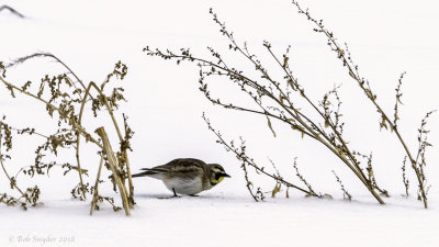 Horned Lark and pigweed in snow 