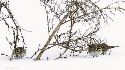 3 Horned Larks at pigweed