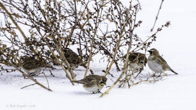 5 Horned Larks at pigweed 