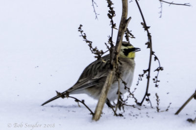 Horned Lark 