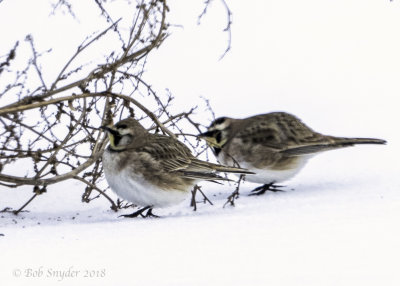 Horned Larks eating weed seeds.