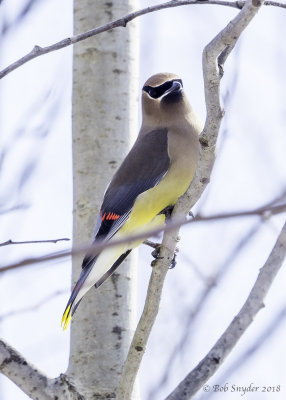 Cedar Waxwings at Curtin Wetlands, Curtin Village, PA