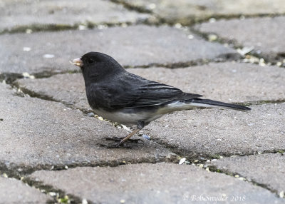 Dark-eyed Junco