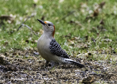Red-bellied Woodpecker, female
