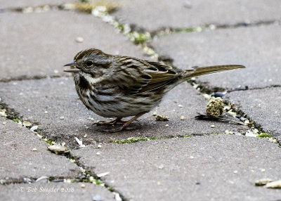 Song Sparrow I