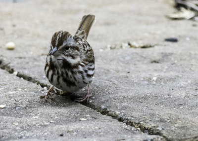 Song Sparrow II