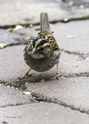 White-throated Sparrow 