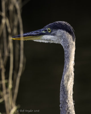 Great Blue Heron Juvenile released by wildlife rehabilitor