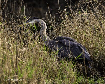 Great Blue Heron Juvenile released by wildlife rehabilitor