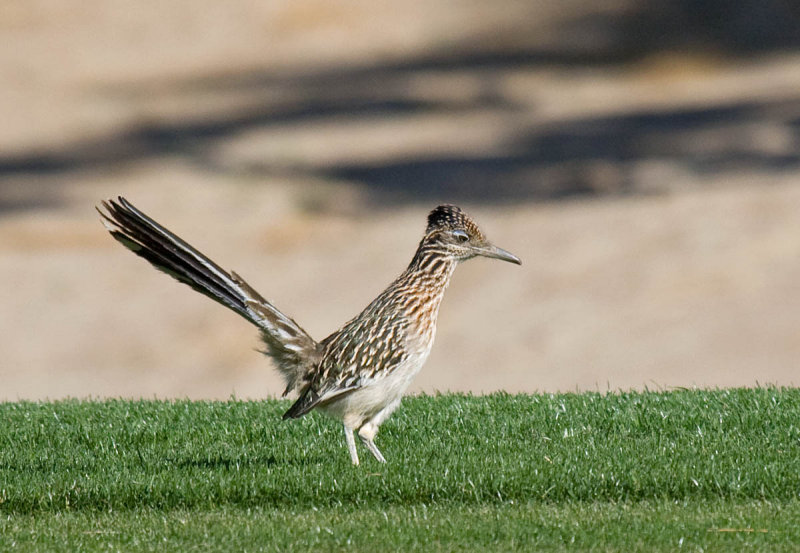 Greater Roadrunner