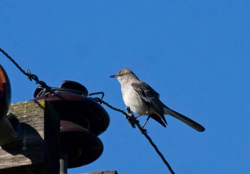 Northern Mockingbird